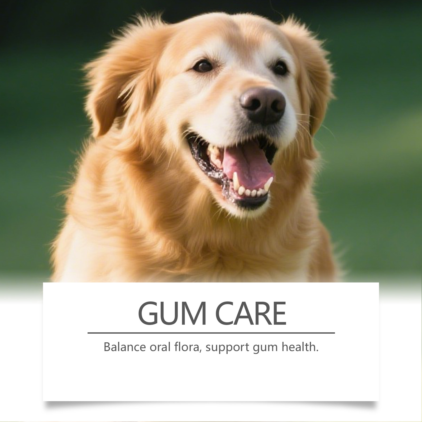 Dog Dental Care Powder Cat Bre - Teeth Whitening Powder ulasan dan harga